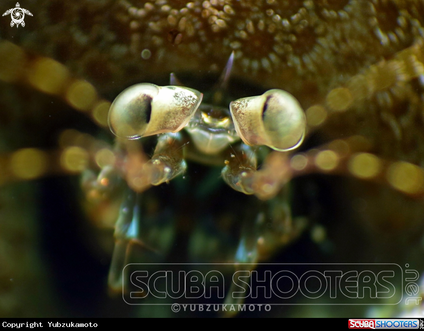 A manthis shrimp
