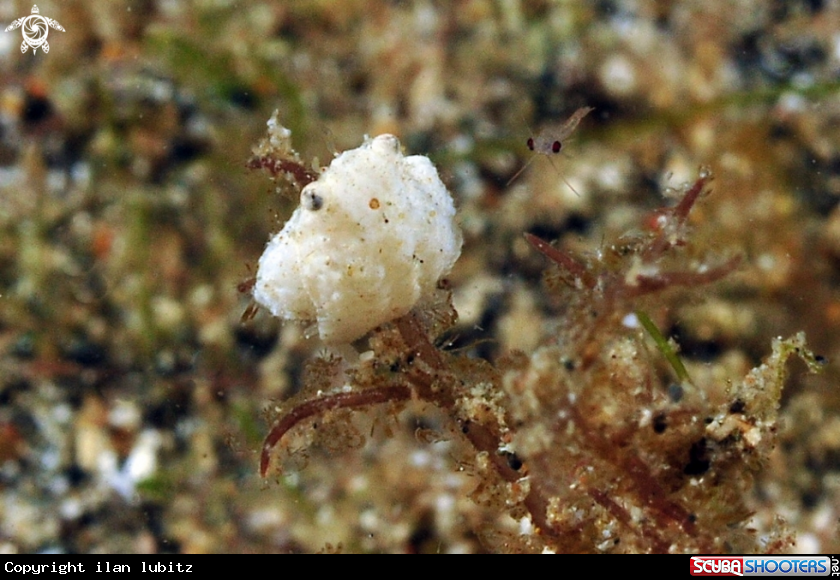 A juvenile cattel fish