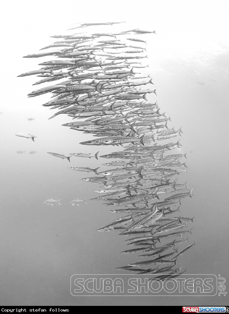 A Chevron Barracuda