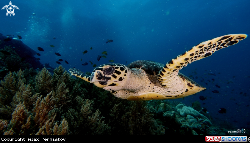 A Hawksbill turtle