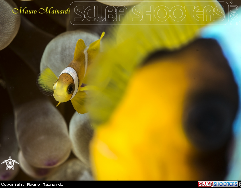 A Baby clownfish
