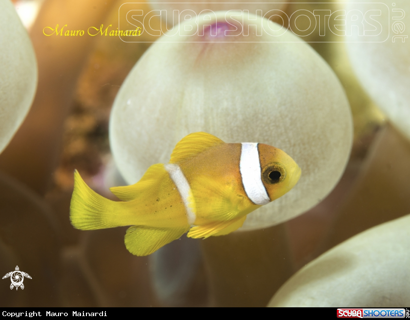 A Baby clownfish