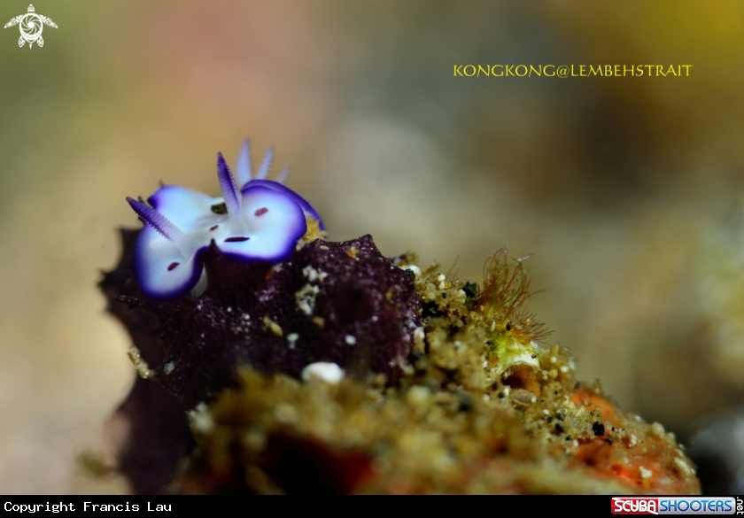 A Nudibranch