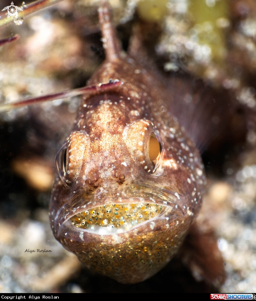 A Cardinal Fish