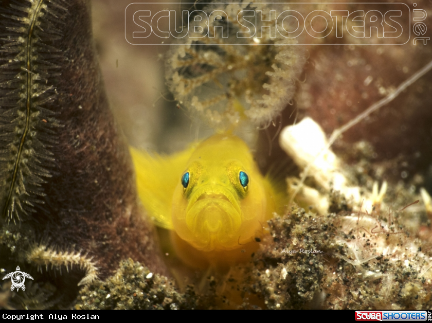 A Yellow  Clown Goby