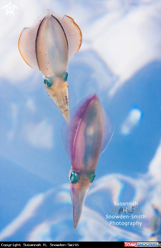 A Caribbean reef squid