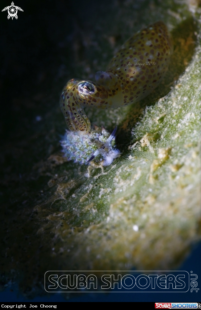 A Sheep nudi & pygmy squid