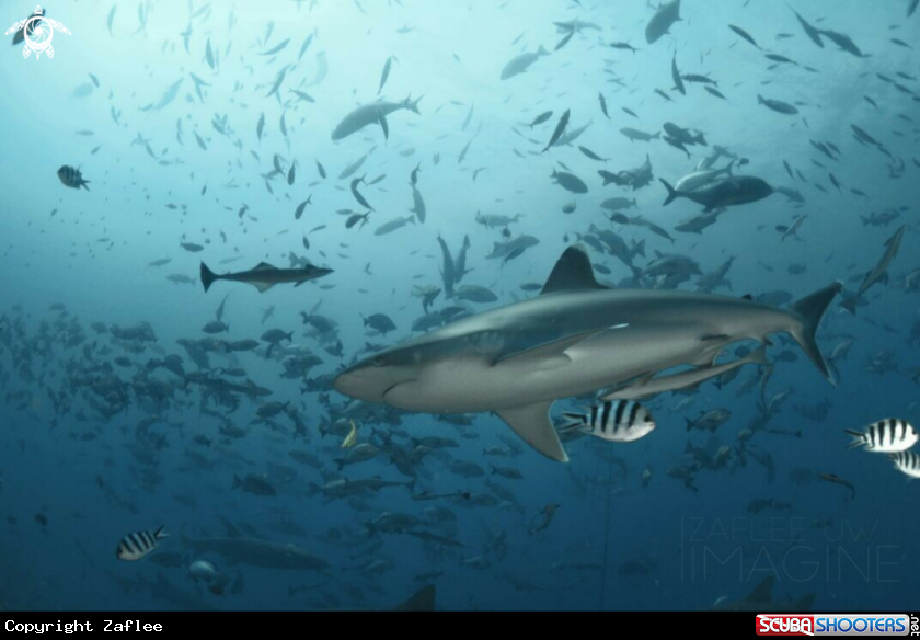 A Silvertip Shark