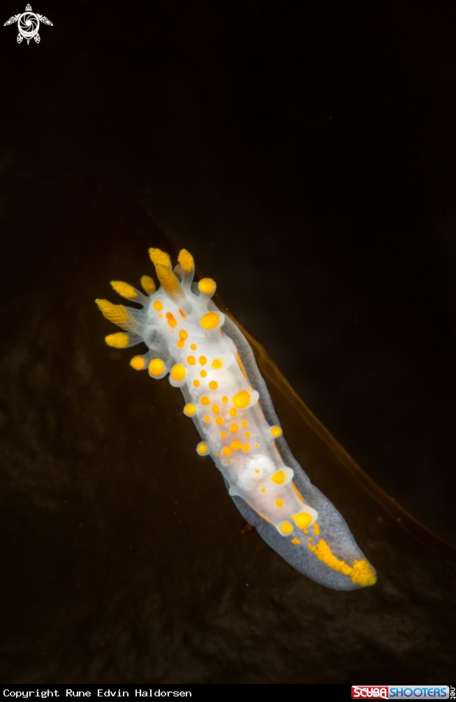 A Limacia clavigera
