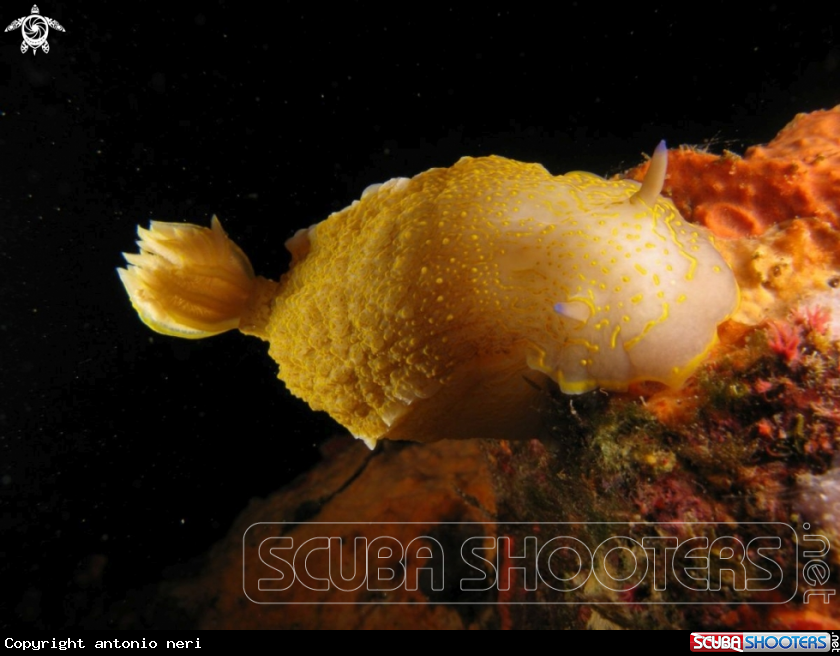 A Hypselodoris picta