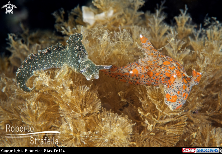 A Elysia viridis and Thecacera pennigera 