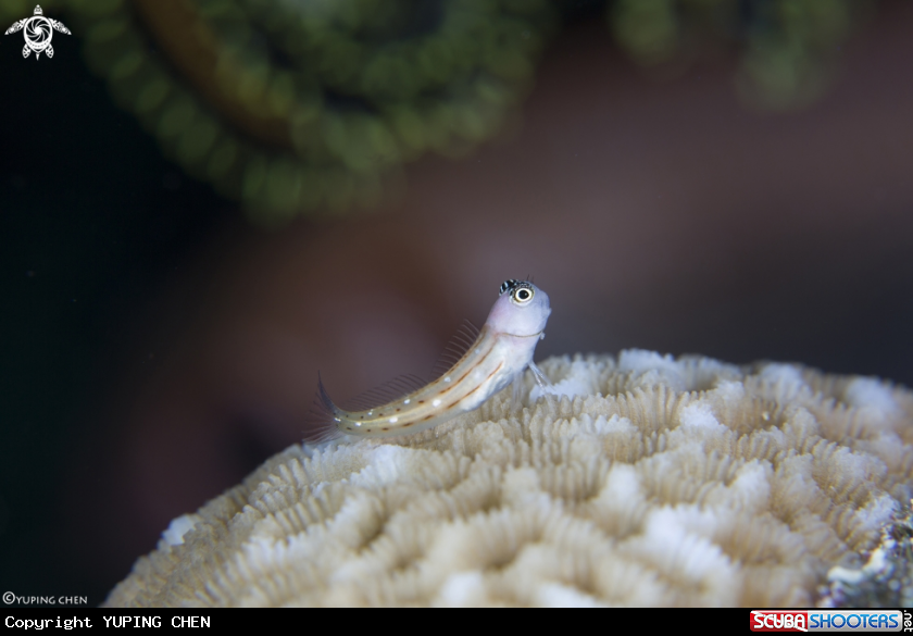 A Three-Lined Blenny