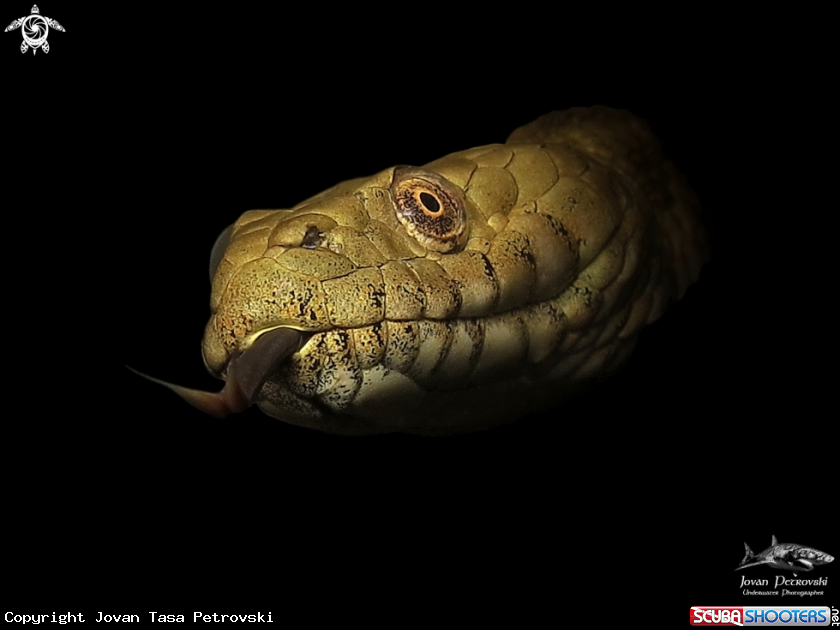 A Vodena zmija Ribarica / Water snake - Dice snake.