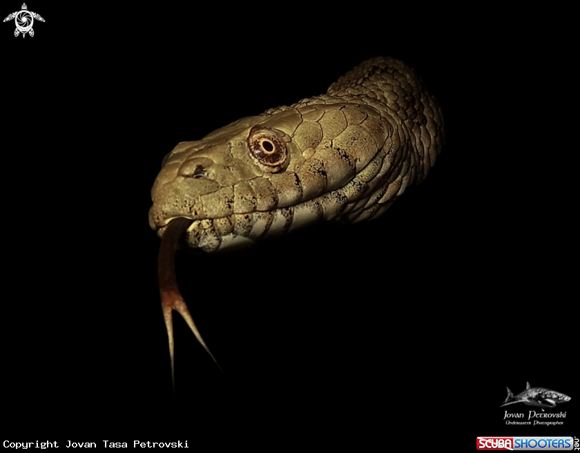 A Vodena zmija Ribarica / Water snake - Dice snake.