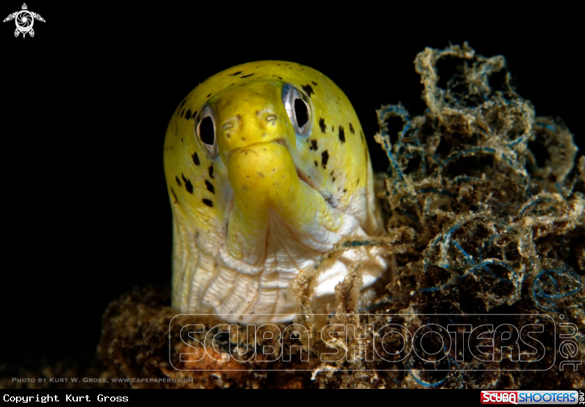 A yellow head Moray eel
