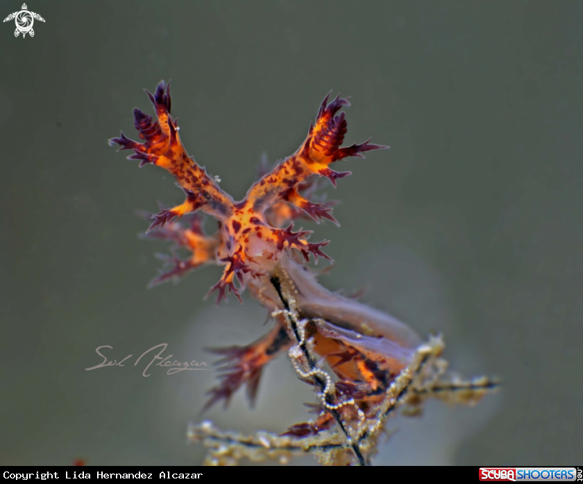 A Bornella