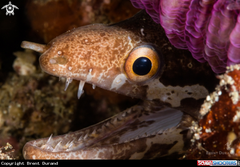 A Gymnothorax zonipectis