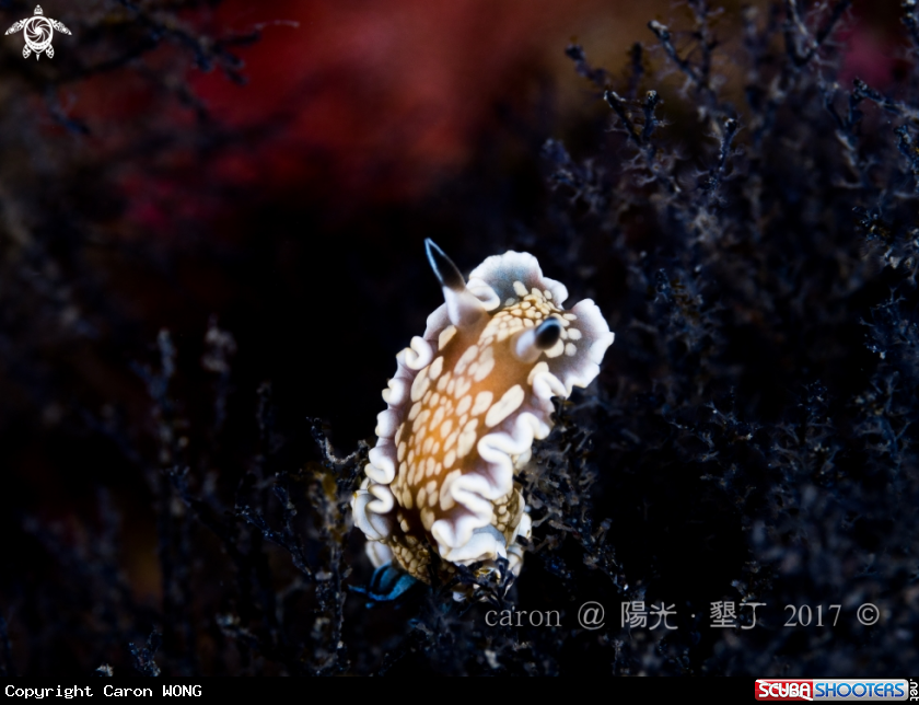 A Nudibranch