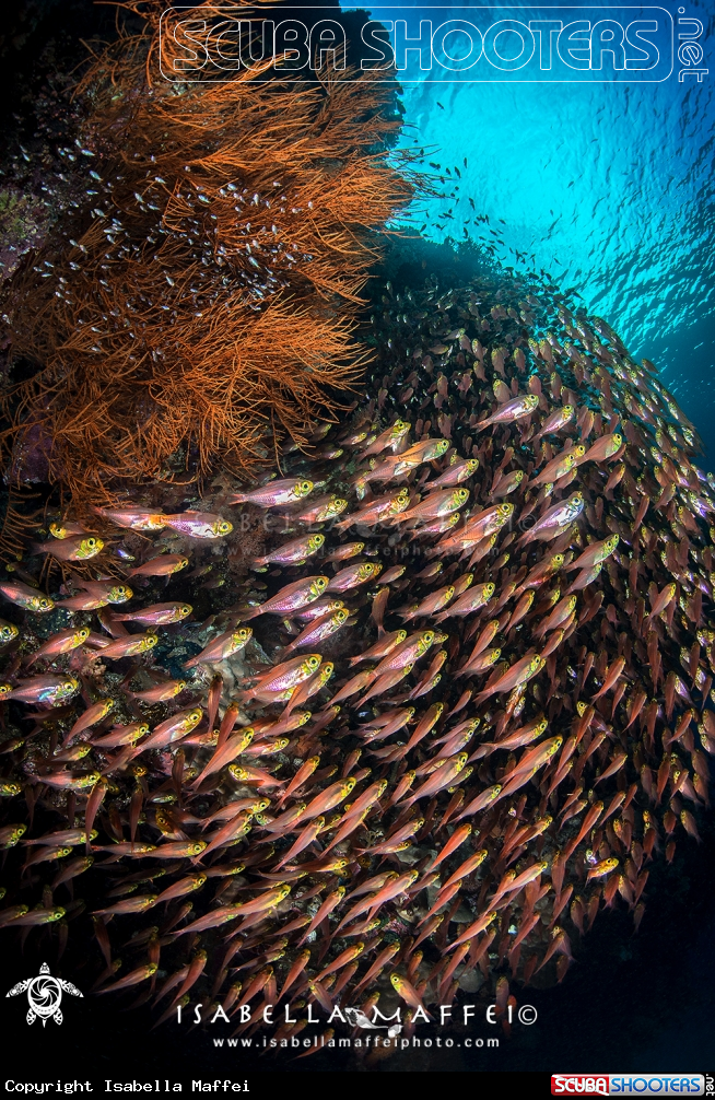 A school of glass fish