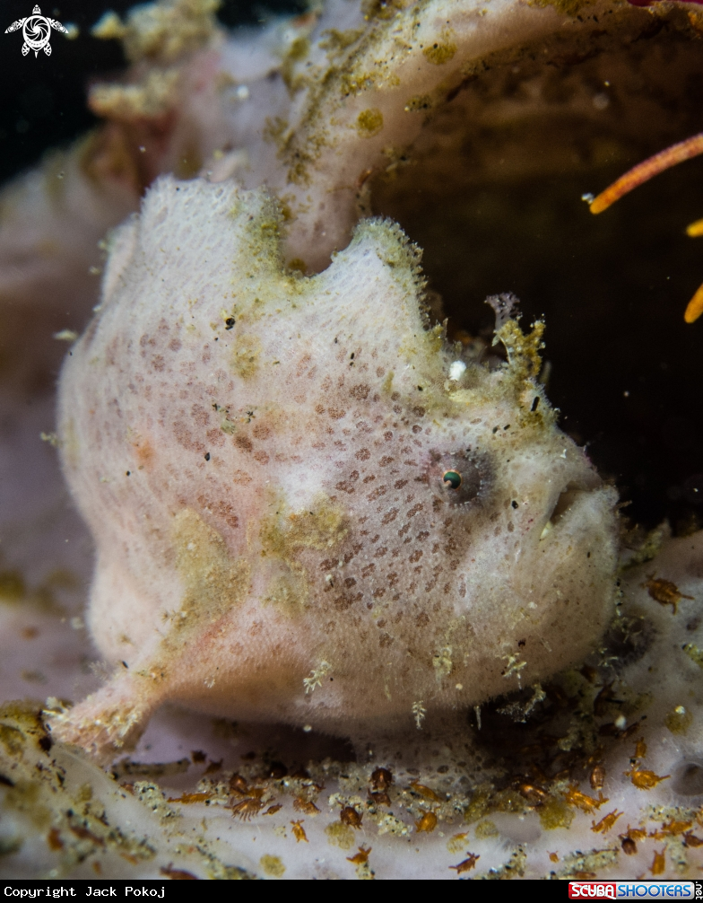 A Hairy frogfish