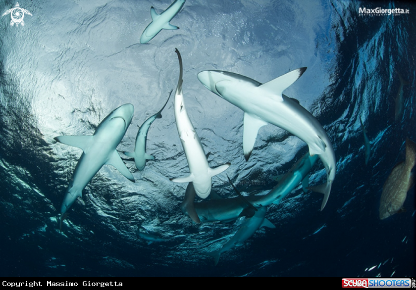 A silky shark