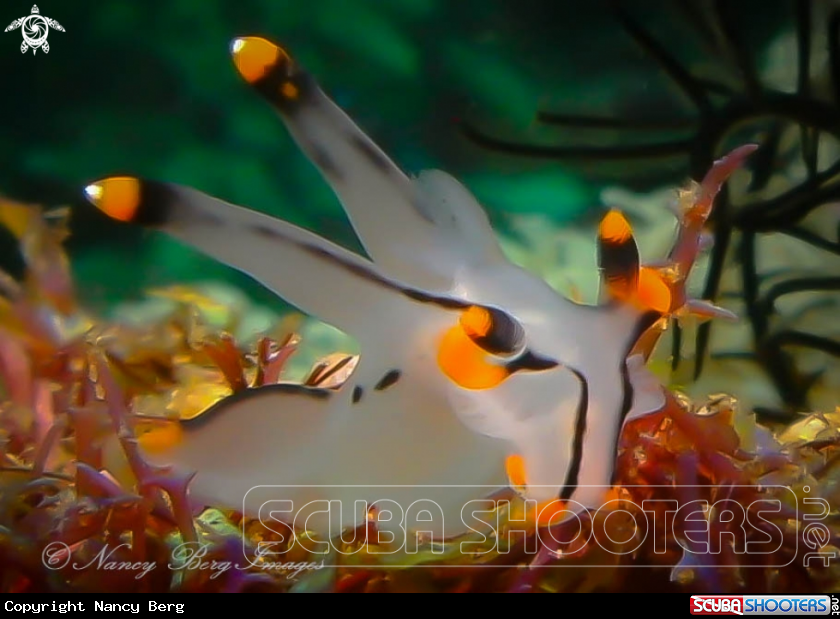 A Pikachu nudibranch
