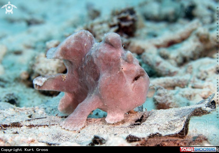 A Frogg Fish