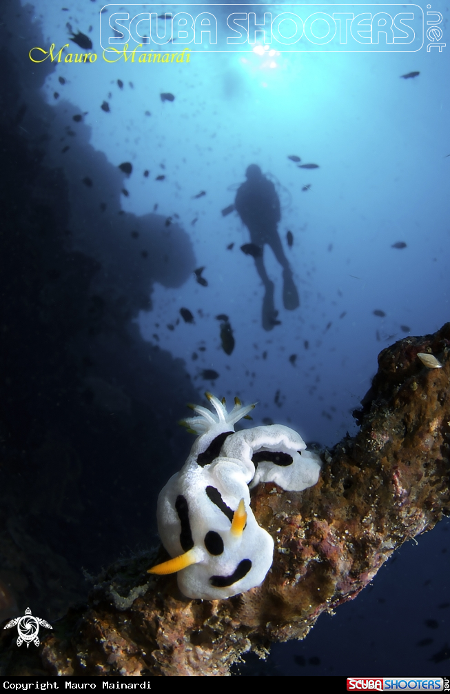 A Nudi & diver