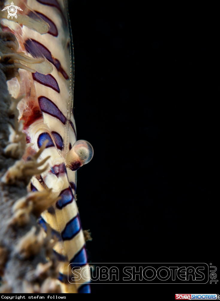 A Sawblade Shrimp