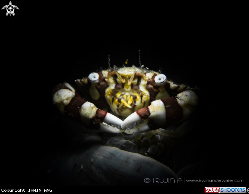 A Harlequin Swimming Crab 