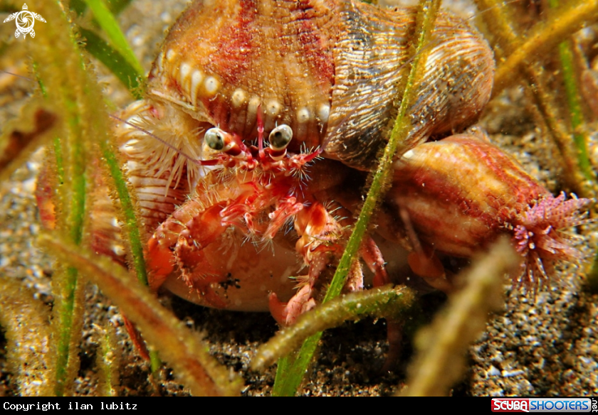 A hermit crab