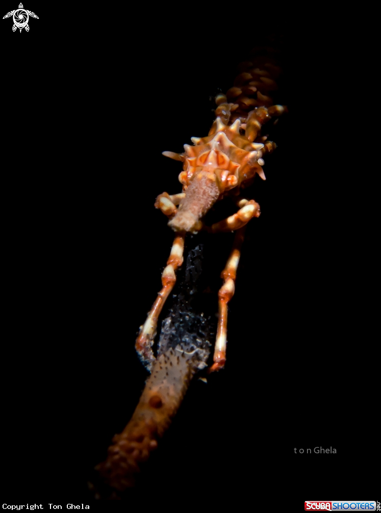 A Xeno crab
