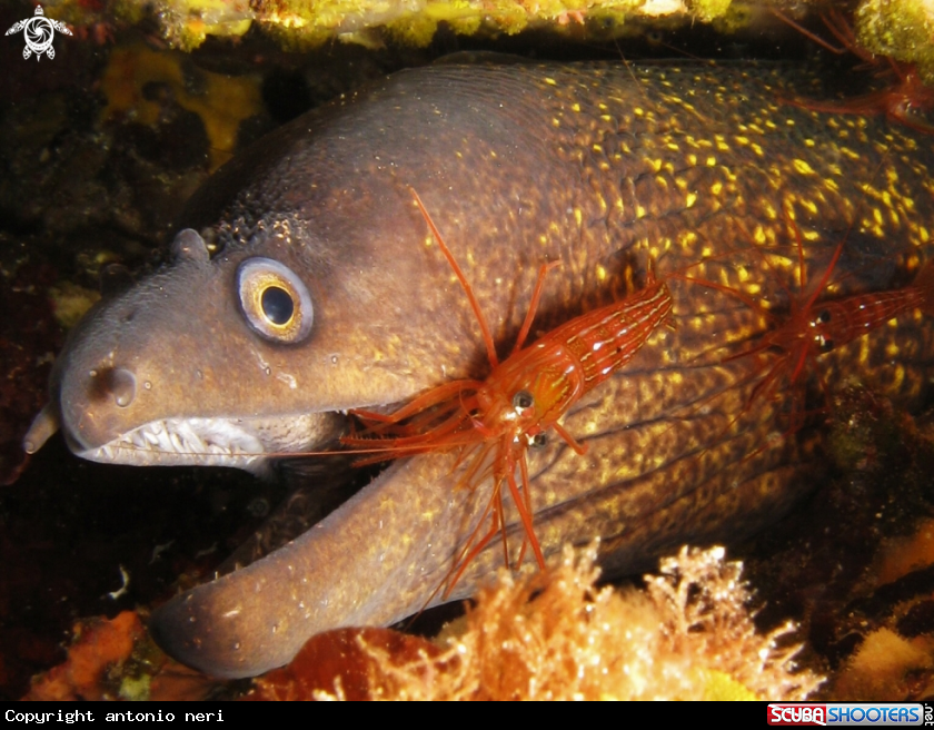 A Moray and Shrimp