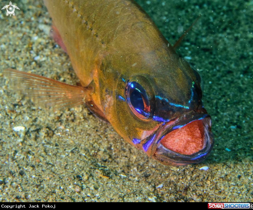 A Cardinalfish
