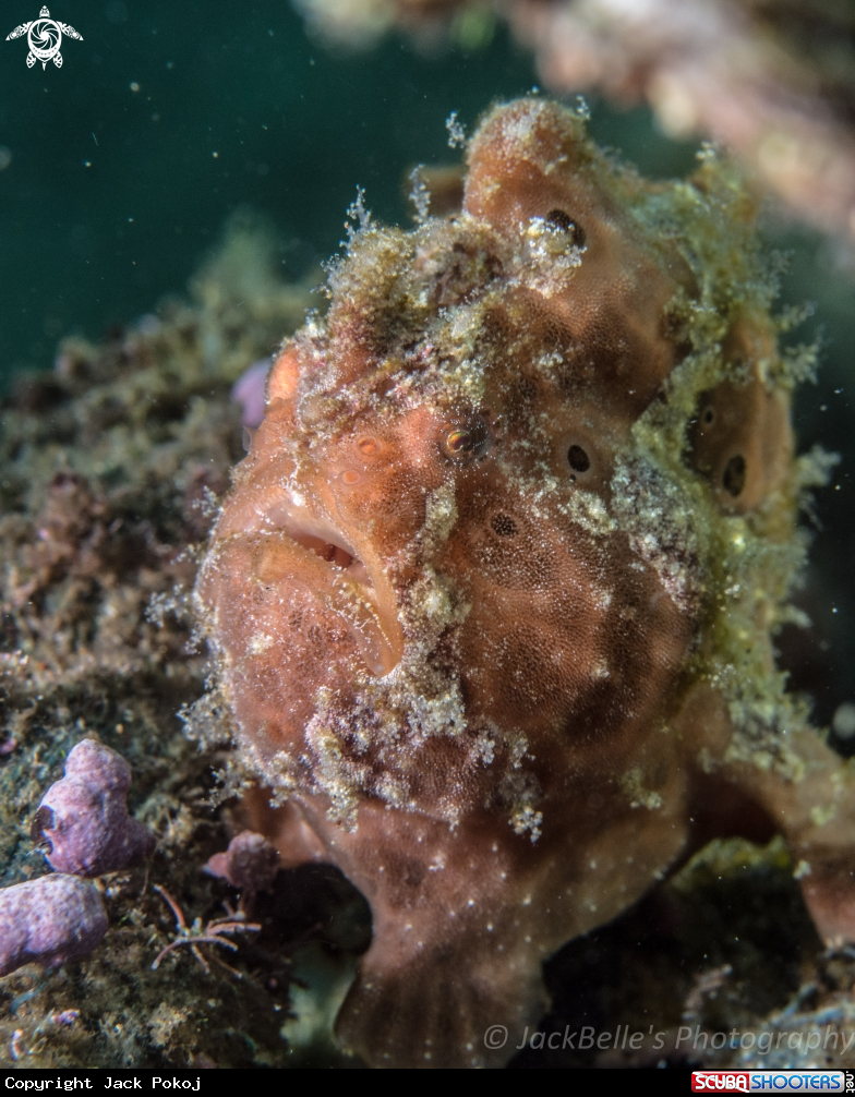 A Painted frogfish
