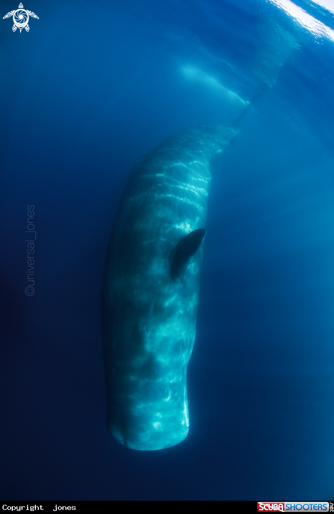 A Sperm Whale