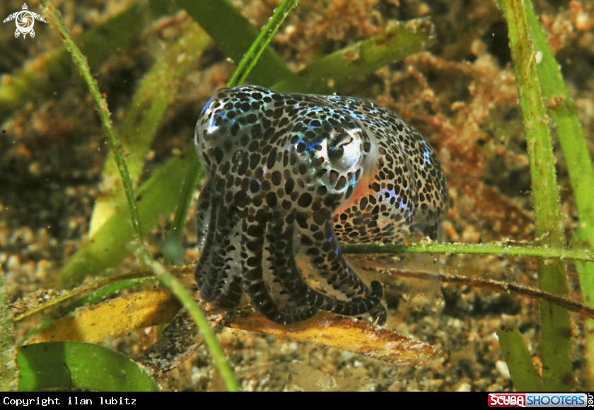 A bobtail