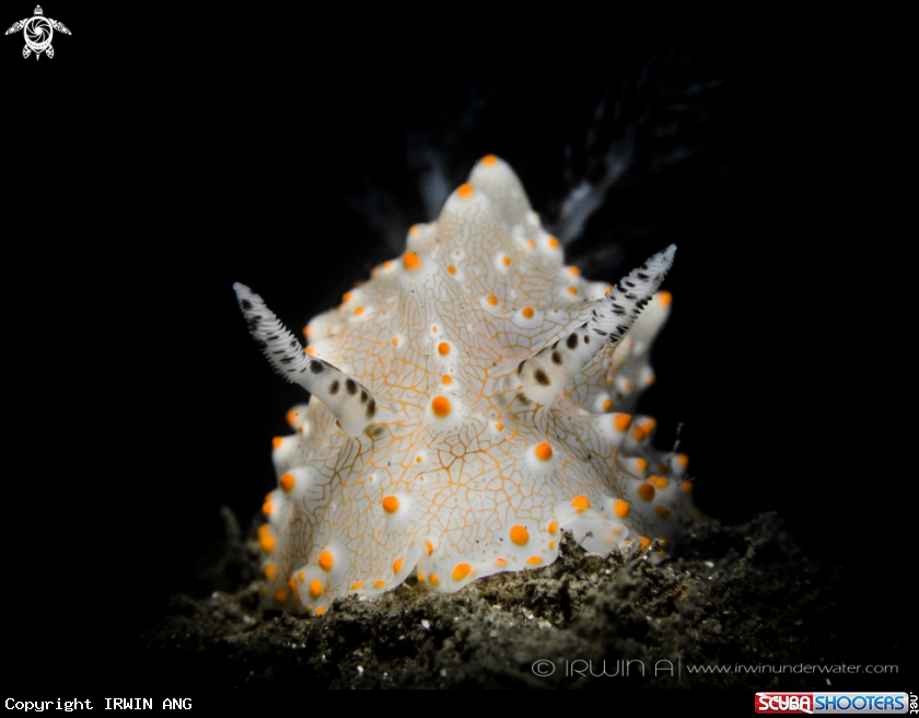 A Nudibranch