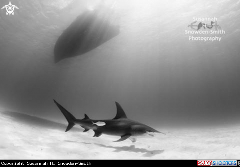 A Great Hammerhead