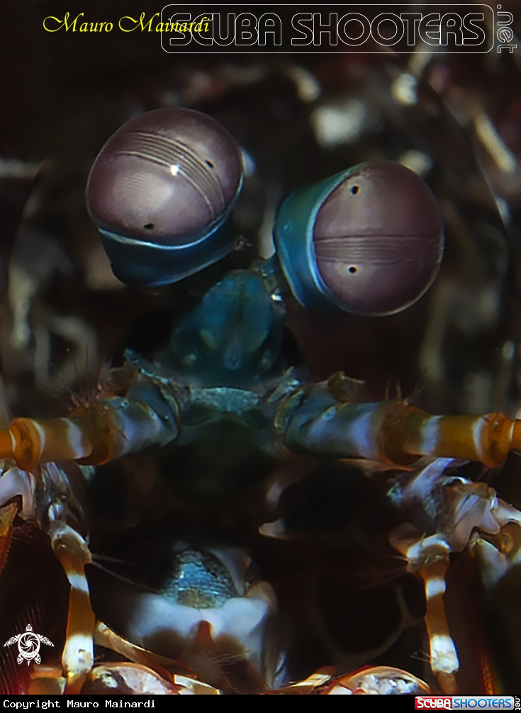 A Mantis Shrimp