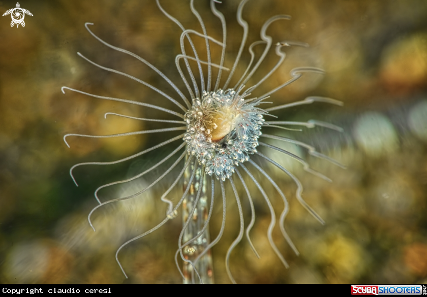 A Amphipod in Stalked Hydroid, Ralpharia sp. 