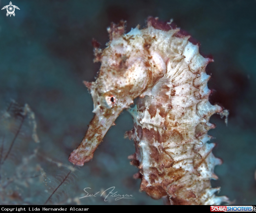 A thorny seahorse