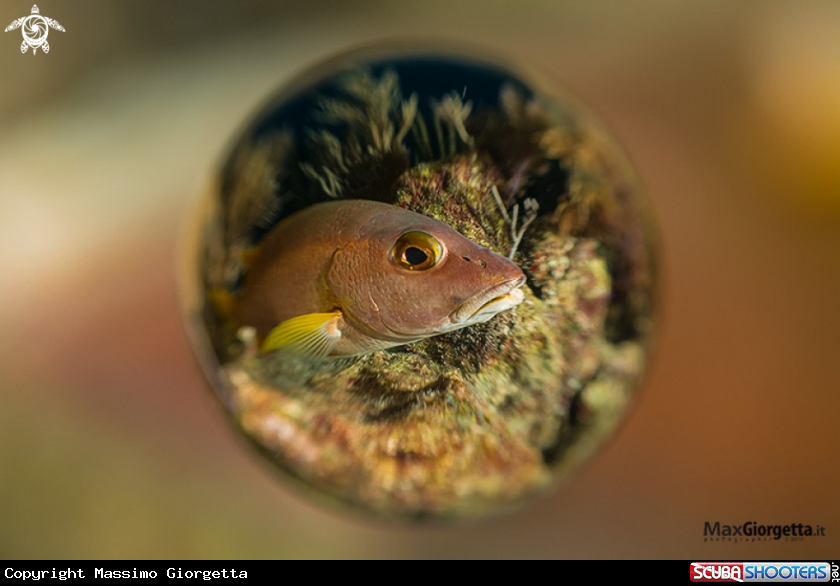 A fish