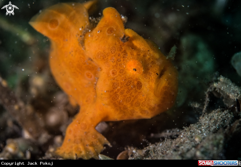 A Painted frogfish