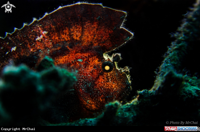 A Scorpion leaf fish