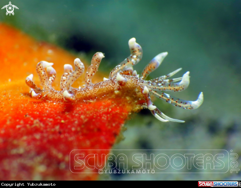 A Phyllodesmium,sp