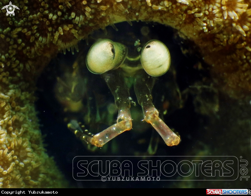 A manthis shrimp