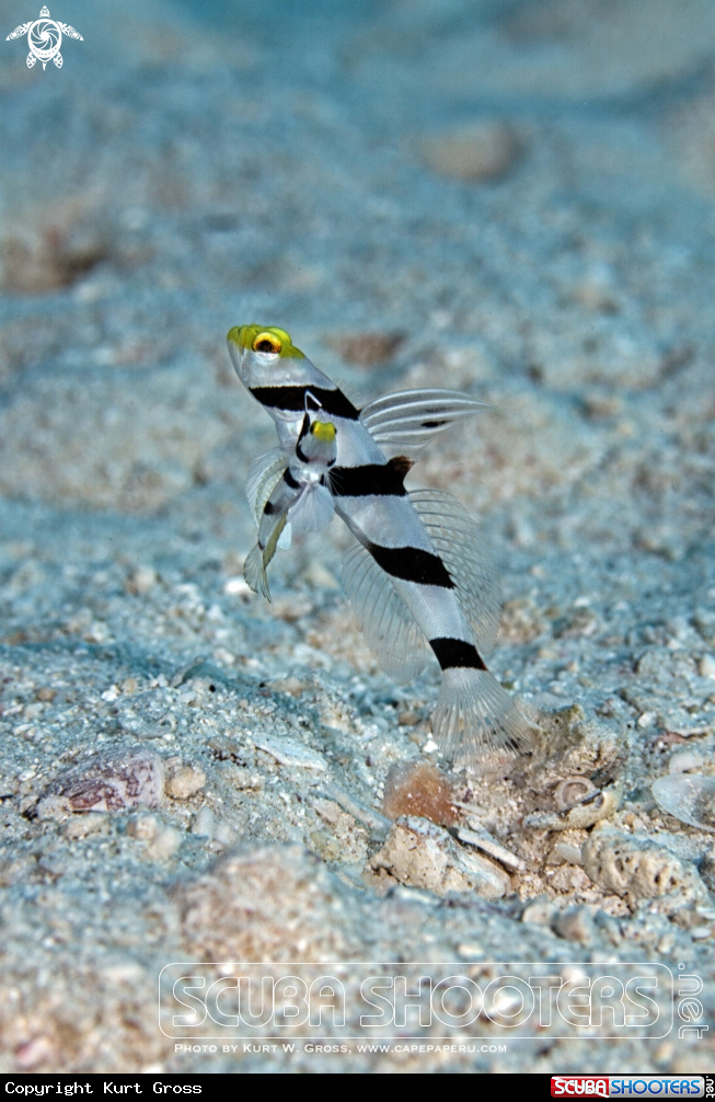A Yellow-snout Shrimp Goby