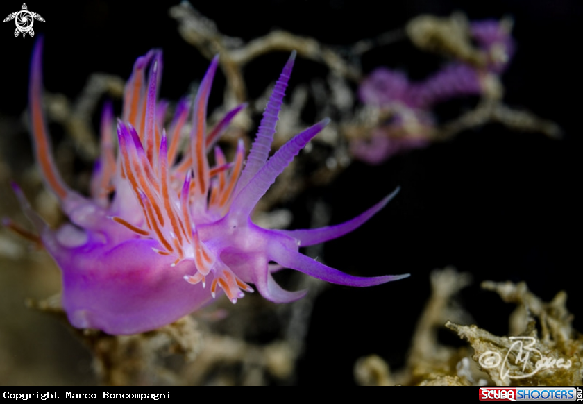 A Flabellina viola
