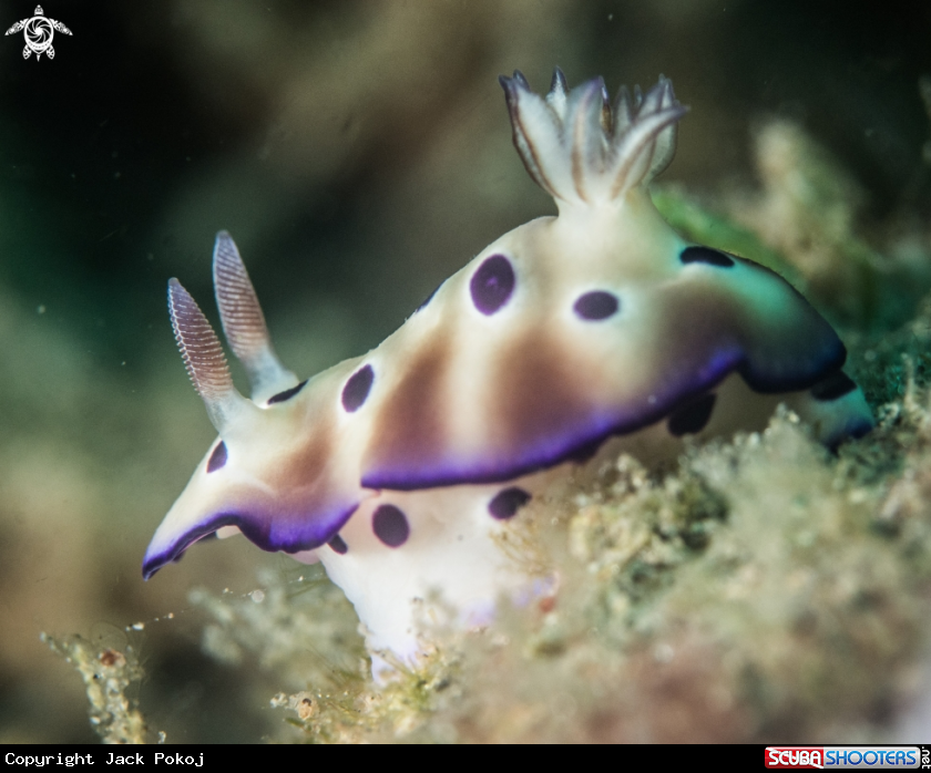 A Hypselodoris tryoni